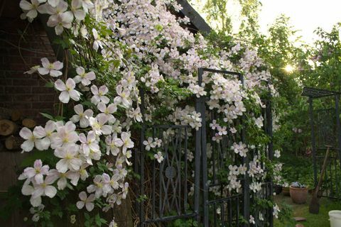 Clematis blomster - klatreplanter - i haven