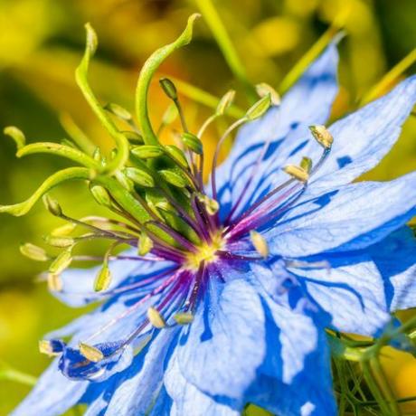 tæt op makro nigella elektrisk blå blomst