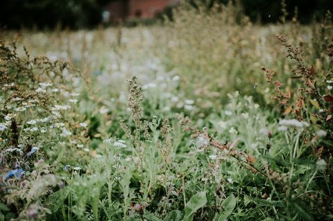 Vildblomst