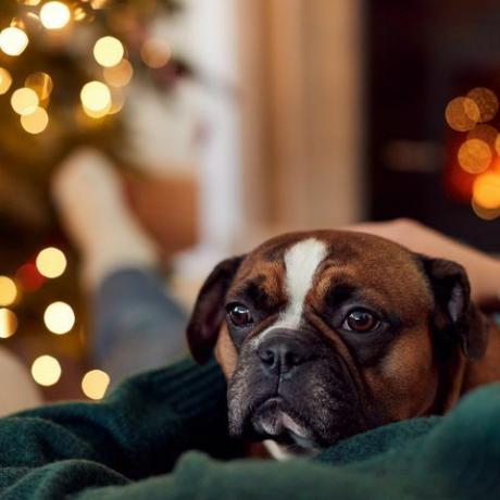 kvinde, der putter fransk bulldog i julen