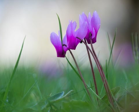 Cyclamen vokser i græs