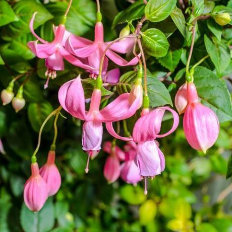 haveoase, fuchsia 'pink i massevis', ega1xa delikat lyserød fuchsia blomst på naturen grønne blade baggrund, pink i massevis, tæt på