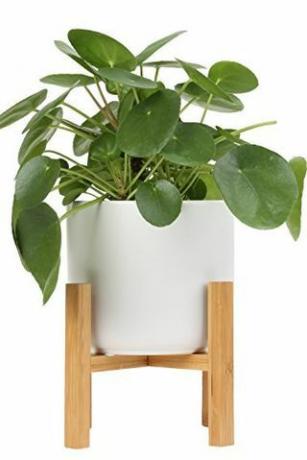 Pilea Peperomioides i gryde