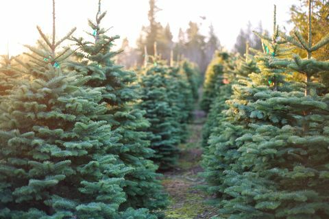 Række af smukke og livlige juletræer