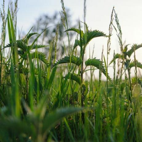 brændenælde plante i marken grøn naturlig baggrund med blød bokeh valgt fokus detaljeret billede