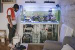 Hjemmeakvarium: En akvarium er dybest set levende kunst til dit hjem - her er, hvordan du beholder en