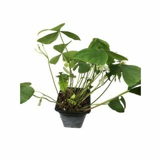 Shamrock Oxalis Plant 