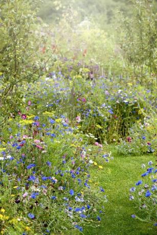 vilde blomster vokser