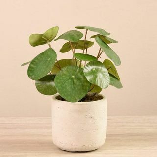 Faux pandekage plante