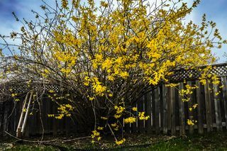 forsythia, gyldne klokke blomster