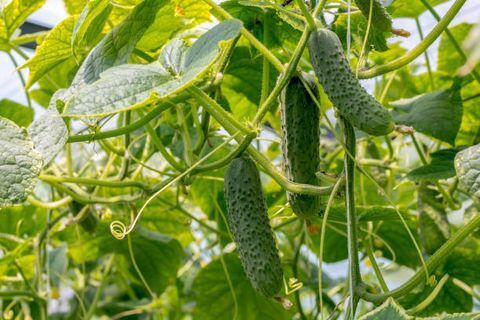 agurker vokser i drivhusblomster og agurk æggestokke gherkin, pickles tæt på