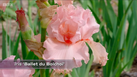 ballet du bolchoï iris cayeux