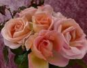 Sweet Syrie rose lanceres på RHS Chelsea Flower Show