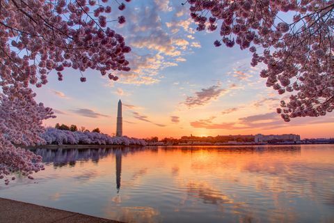 Kirsebærtræer og bybilledet ved solopgang, Washington DC, Columbia, USA