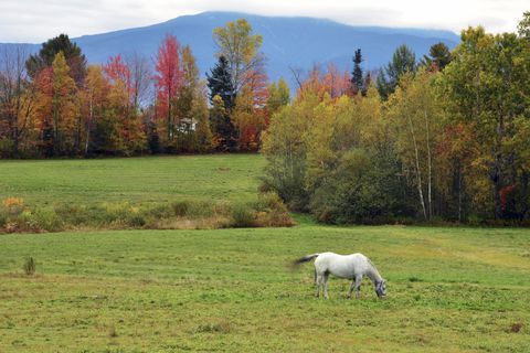 sukker bakke, new hampshire, fald landskab