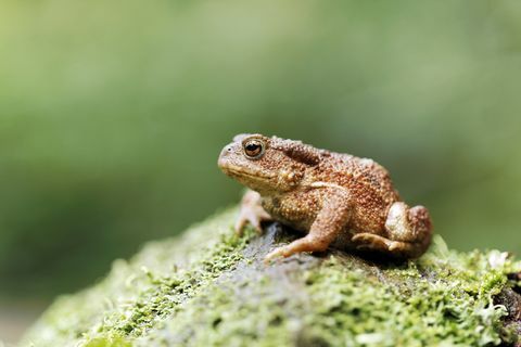 Almindelig padde, Bufo bufo, enkelt padde i loggen, Warwickshire