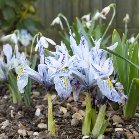 dværg iris blomster katharine hodgkin vokser i et blomsterbed i haven, Storbritannien