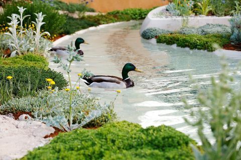 Ænder svømmer på vandfunktionen i Dubai Majlis Garden på RHS Chelsea Flower Show i London, tirsdag den 21. maj 2019.