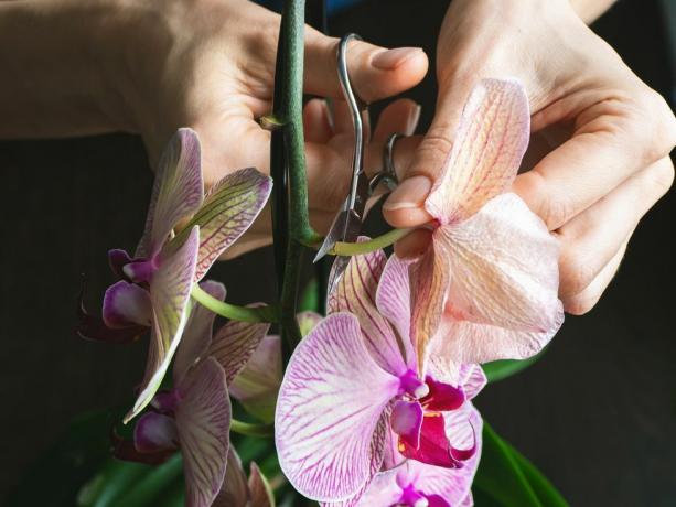 beskæring af beskadigede orkidéblomster med saks hjemmehavearbejde, orkidéavl med tørre dyb lilla blomsterinsekter, skadedyr på indendørs planter, orkideers død, tæt på