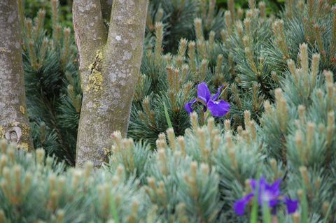 Society of Garden Designers Awards - Matt Keightley MSGD - Vinderen af ​​Planting Design Award - SGD Awards 2017