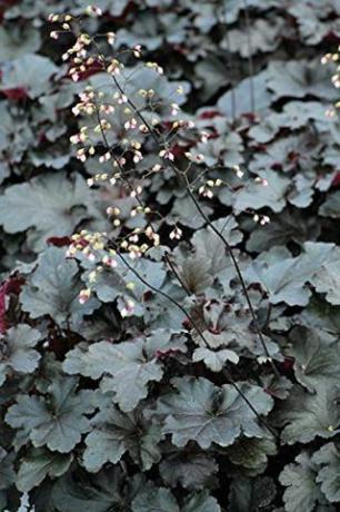 Primo Black Pearl Coral Bells