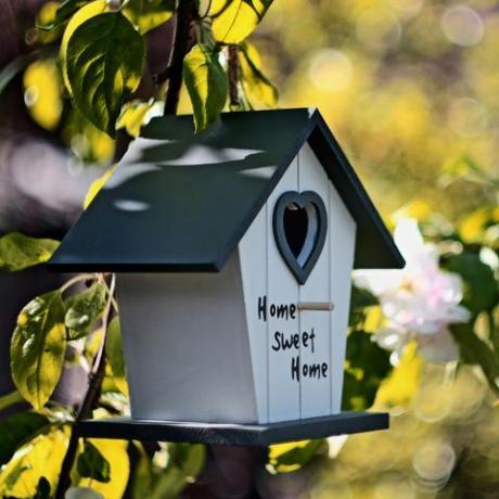 haveoase, fuglehus i det blomstrende æbletræ selektivt fokus