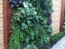 Hvorfor du bør grønne dine vægge med lodret plantning