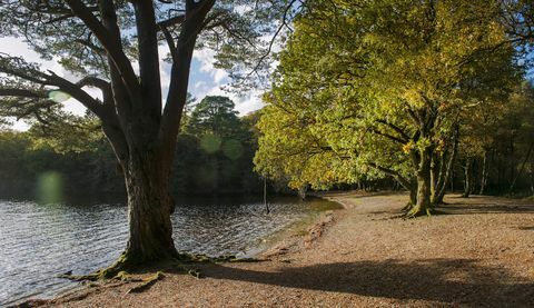 en ø på omkring 103 hektar beliggende ud for den vestlige bred af den sydlige loch lomond er til salg