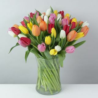 Økologiske blandede tulipaner