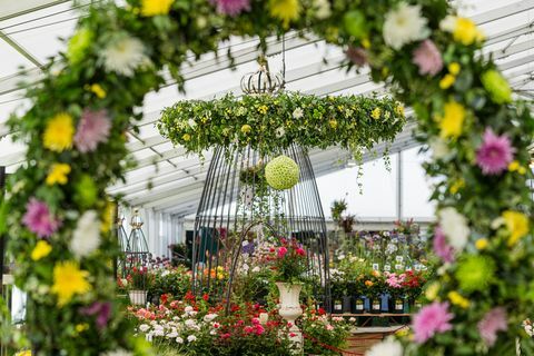 Tatton Park Flower Show 2019: Chrysanthemums Direct kommer til at stå i centrum som Master Grower