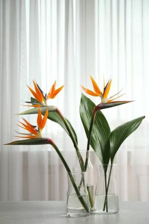 populære stueplanter paradisfugl tropiske blomster på hvidt bord