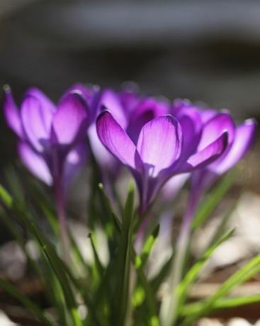 krokus, krokuskultivar gruppe af lilla krokus med sollys skinner gennem kronblade af opadvendte, åbne blomster foto af flowerphotosuniversal billeder gruppe via getty images