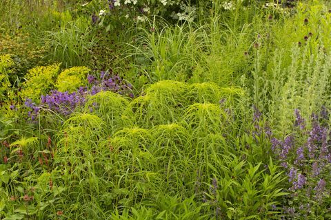 rhs garden for a green future designet af jamie butterworth hampton court palace palace festival 2021