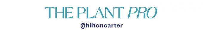 planten pro hilton carter