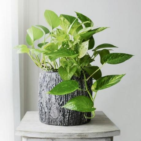 gyldne pothos eller epipremnum aureum ved vinduet i soveværelset og haven