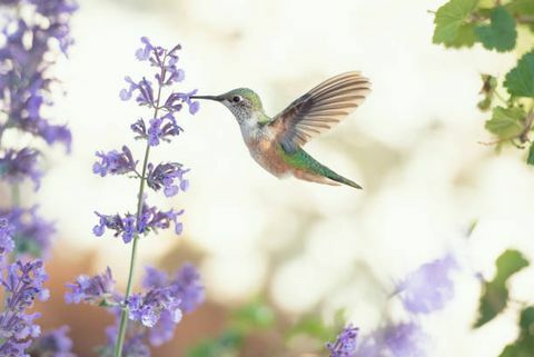 firkantet billede af en kolibri, der fodrer på lilla blomster