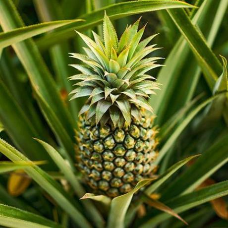 Spiselig indendørs ananasplante - Ananas comosus