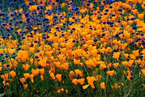 Super Bloom Of Poppies I Californien
