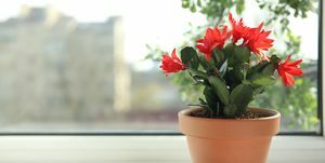 smuk blomstrende schlumbergera plante jul eller taksigelse kaktus i potte på vindueskarmen plads til tekst