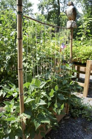 Bean Trellis i en have