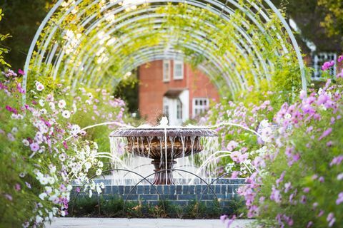 Wisteria Walk med kosmos blomster i september på RHS Garden Wisley