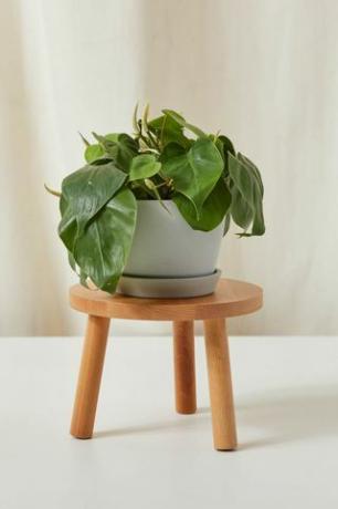 'Heartleaf' Philodendron