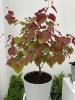 Chelsea Plant of the Year 2021: Cercis Canadensis Eternal Flame