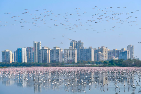 flamingoer i Mumbai