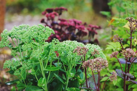 kantplanter, forskellige hylotelephium spectabile sedum plantet sammen i sommerhaven lilla kejser, brilliant og matrona sedum