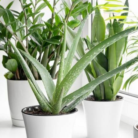 hjemmeplanter i forskellige krukker på vindueskarmen sukkulenter, sansevieria, aloe vera, zamiokulkas, hamedorea eller areca palme hjemplanter plejer koncept stueplanter i et moderne interiør