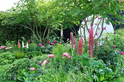 frodige, pulserende, lyserøde blomster af lupiner og pæoner i en udstillingshave på det kongelige gartneriselskab Chelsea blomstershow 2017