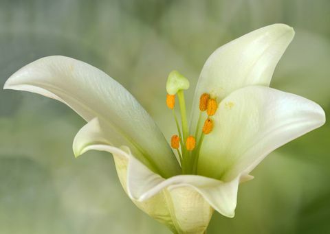Lilium candidum eller Madonna Lily, er en plante i slægten Lilium, en af ​​de sande liljer. Det er hjemmehørende på Balkan og Vestasien.