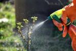 Økningen af ​​miljø-havearbejde og den miljøbevidste gartner