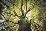 Woodland Trust opfordrer 1 million mennesker til at plante træer